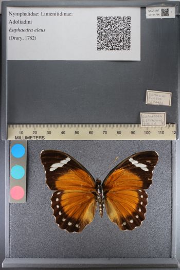 Media type: image;   Entomology 194796